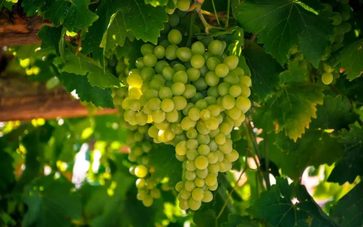 På en vingård i chile odlas denna druva kallad Muscat of Alexandria