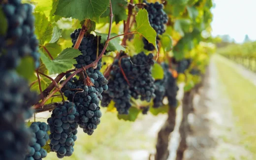 Nebbiolo som växer på en vacker italiensk vingård