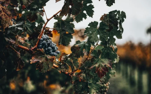 Nero d’Avola som växer i sicilien
