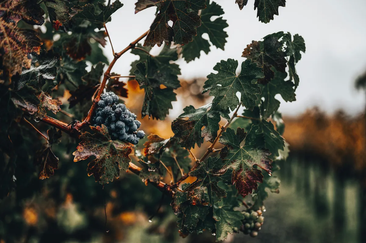 Nero d’Avola som växer i sicilien