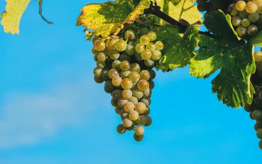 Palomino som ska bli sherry från södra Spanien