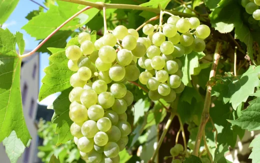 Parellada är en klassisk druva från nordöstra Spanien