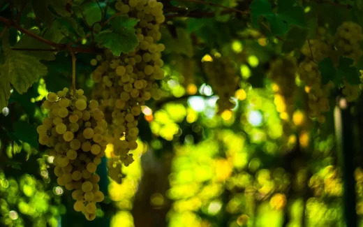 Pedro Ximénez från Andalusien i södra Spanien