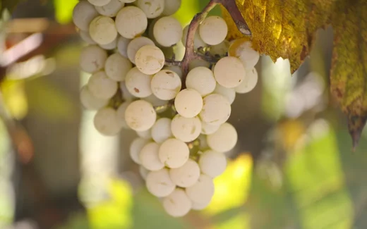 Petit Manseng på en vingård i Jurançon