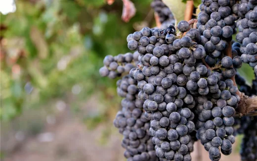 Petit verdot som växer i bordeaux