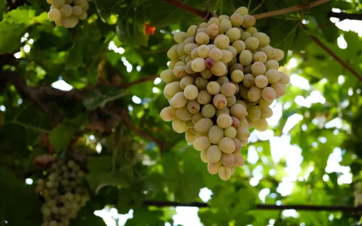 Picpoul som pdlas i Thau-lagunen