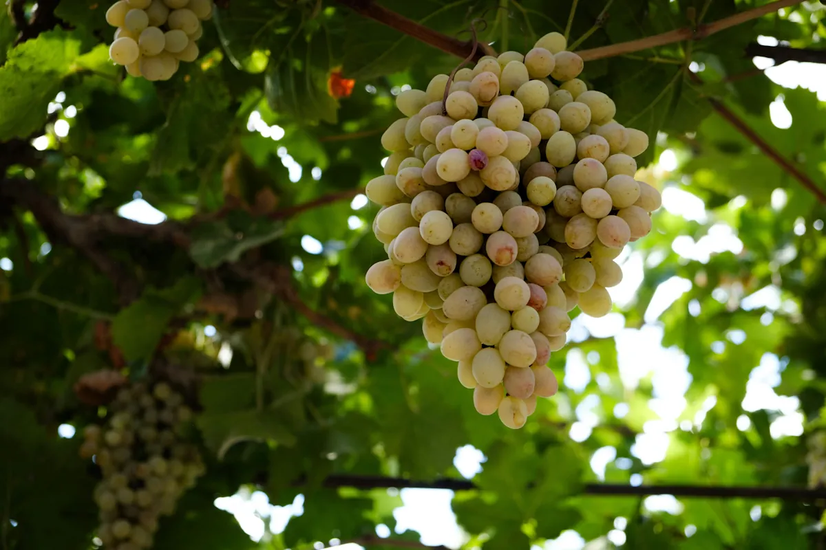 Picpoul som pdlas i Thau-lagunen