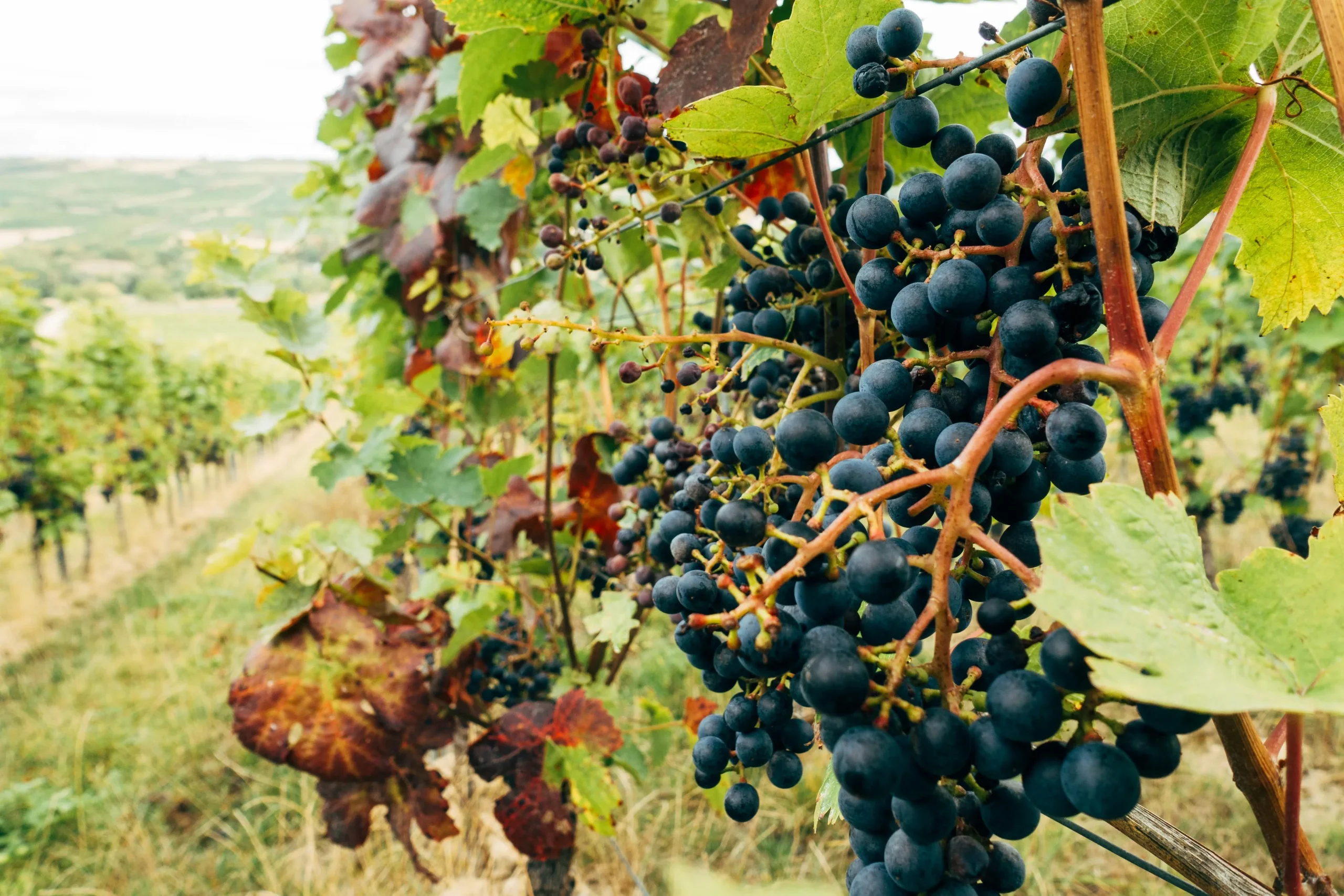 Pinotage Sydafrikas signaturdruva