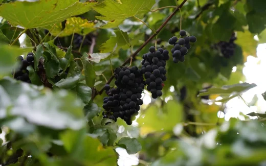 Poulsard som odlas i franska vinregionen Jura