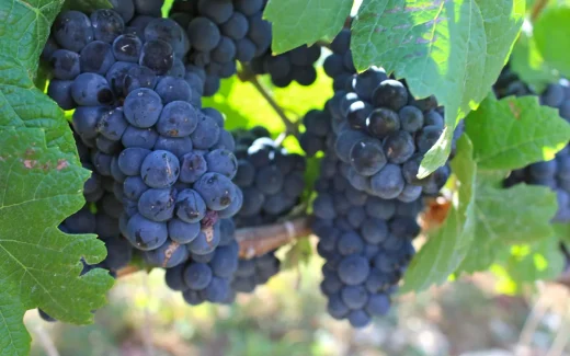 Saperavi på en vingård i Georgien