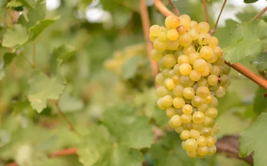 Sauvignon blanc från loire-dalen i frankrike