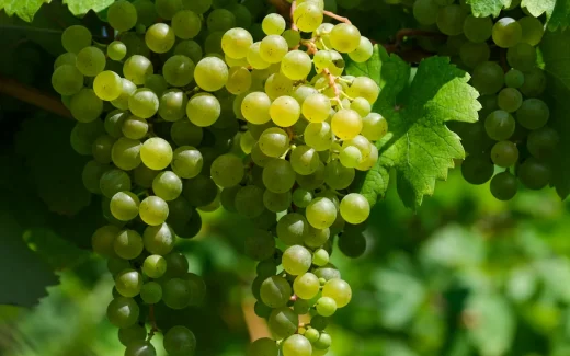 Scheurebe som skapades av tyska vinforskaren Georg Scheu