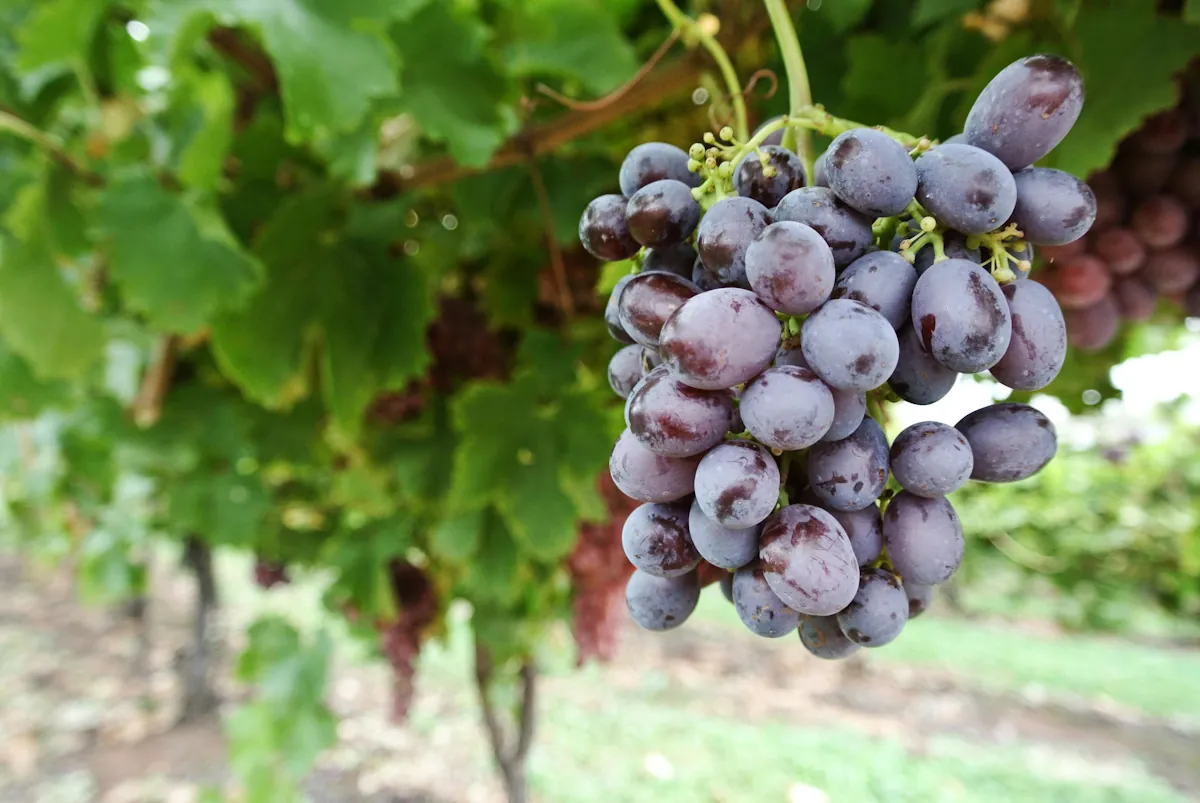 Schiava en traditionell blå druva från norra Italien