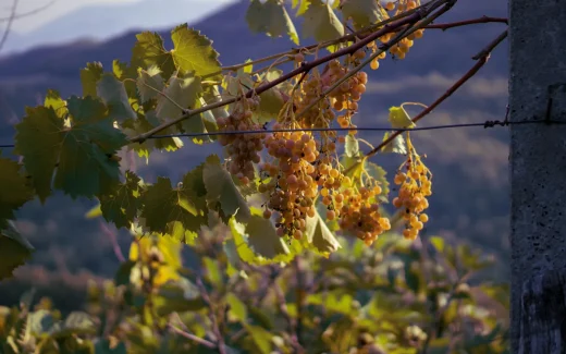 Sémillon som odlas på vingård i Bordeaux