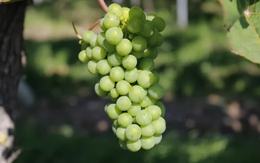 Silvaner på en vingård i Österrike