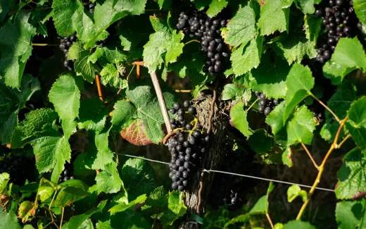 Tannat som växer i sydvästra frankrike