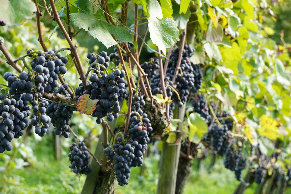 vinranka med Tempranillo druvor