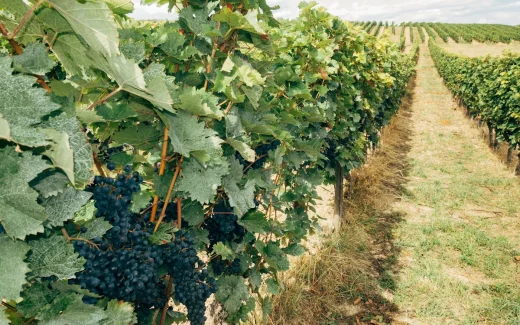 Touriga Nacional växer på ett fält i portugal