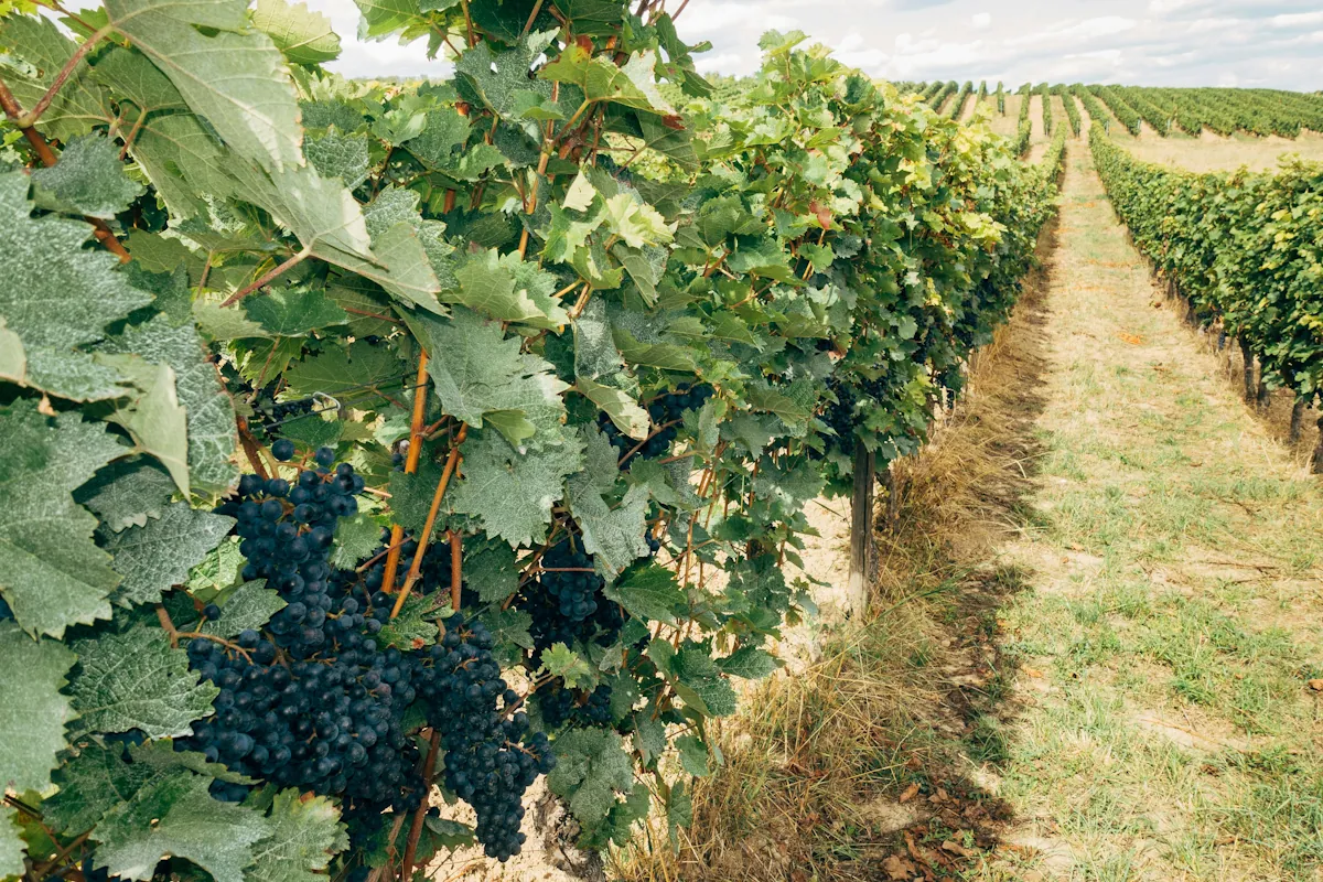 Touriga Nacional växer på ett fält i portugal