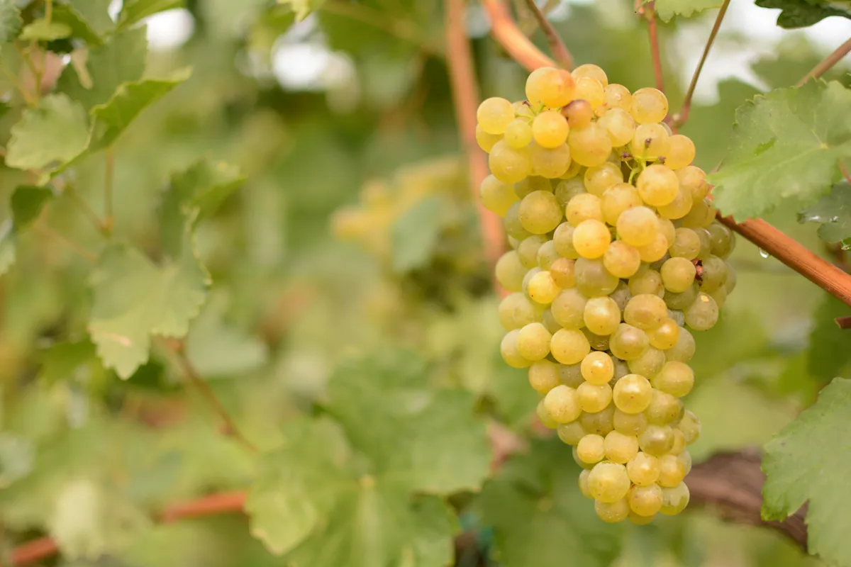 Trebbiano en av Italiens mest odlade sorter