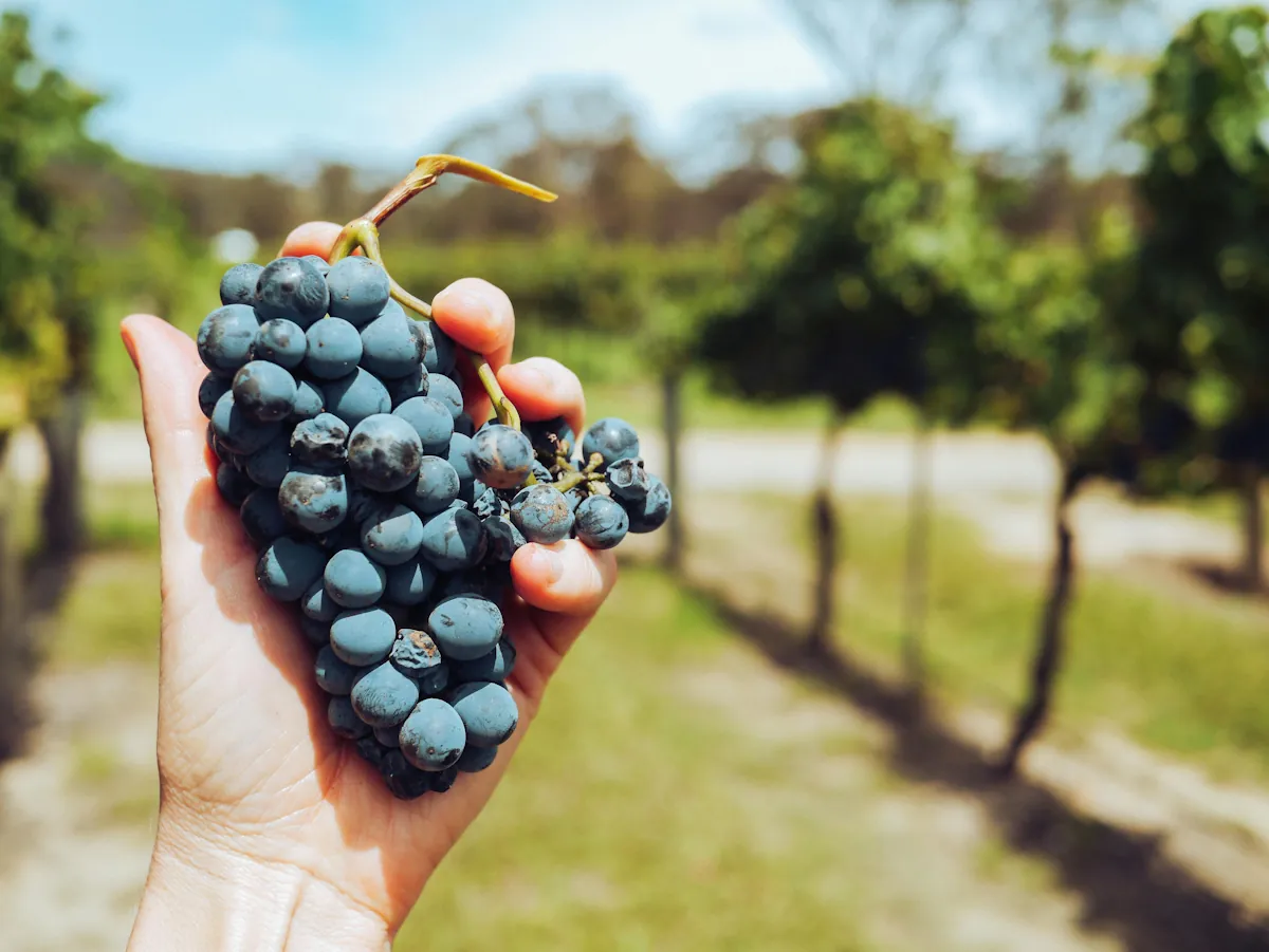 Trousseau från den franska vinregionen Jura även kallad bastardo i Portugal