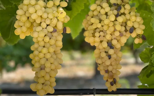 Druva som i frankrike kallas Ugni Blanc även kallad trebbiano