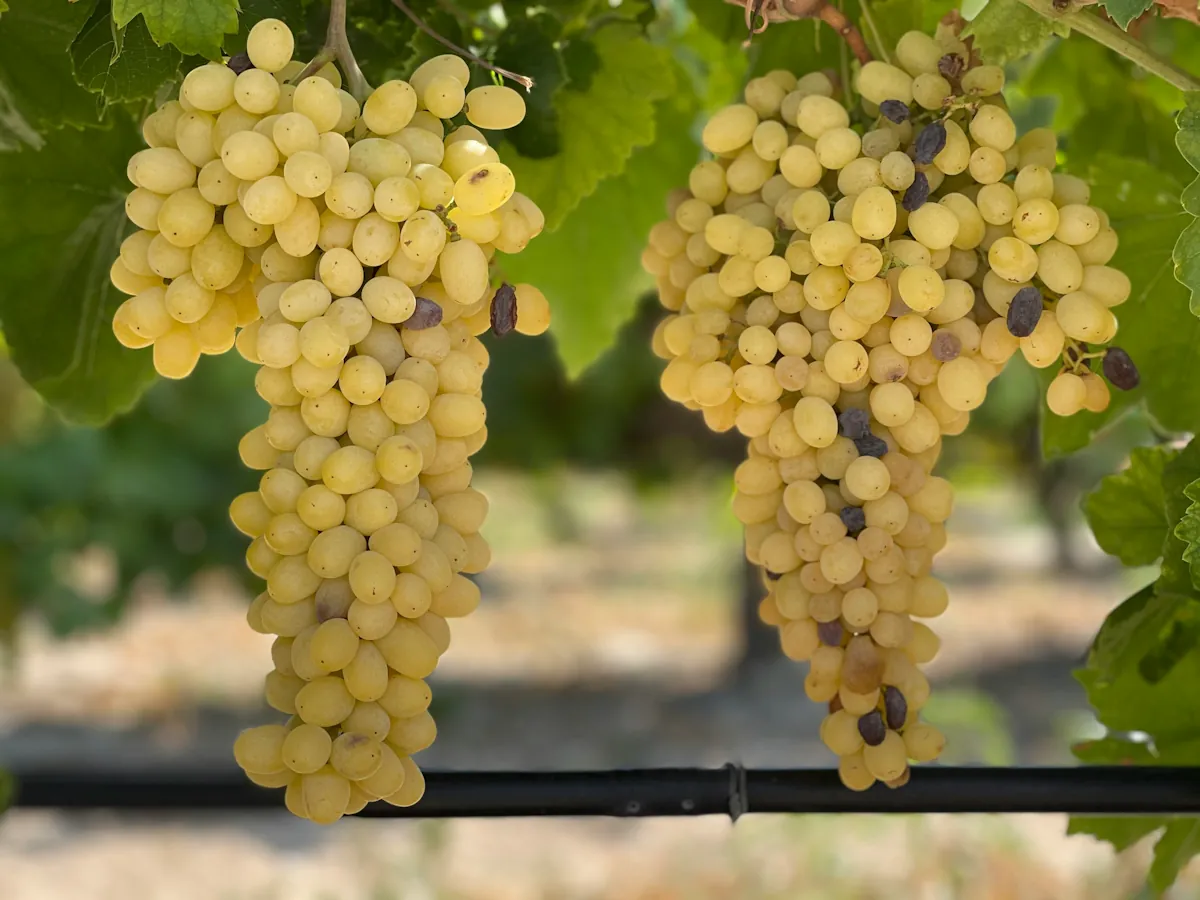 Druva som i frankrike kallas Ugni Blanc även kallad trebbiano