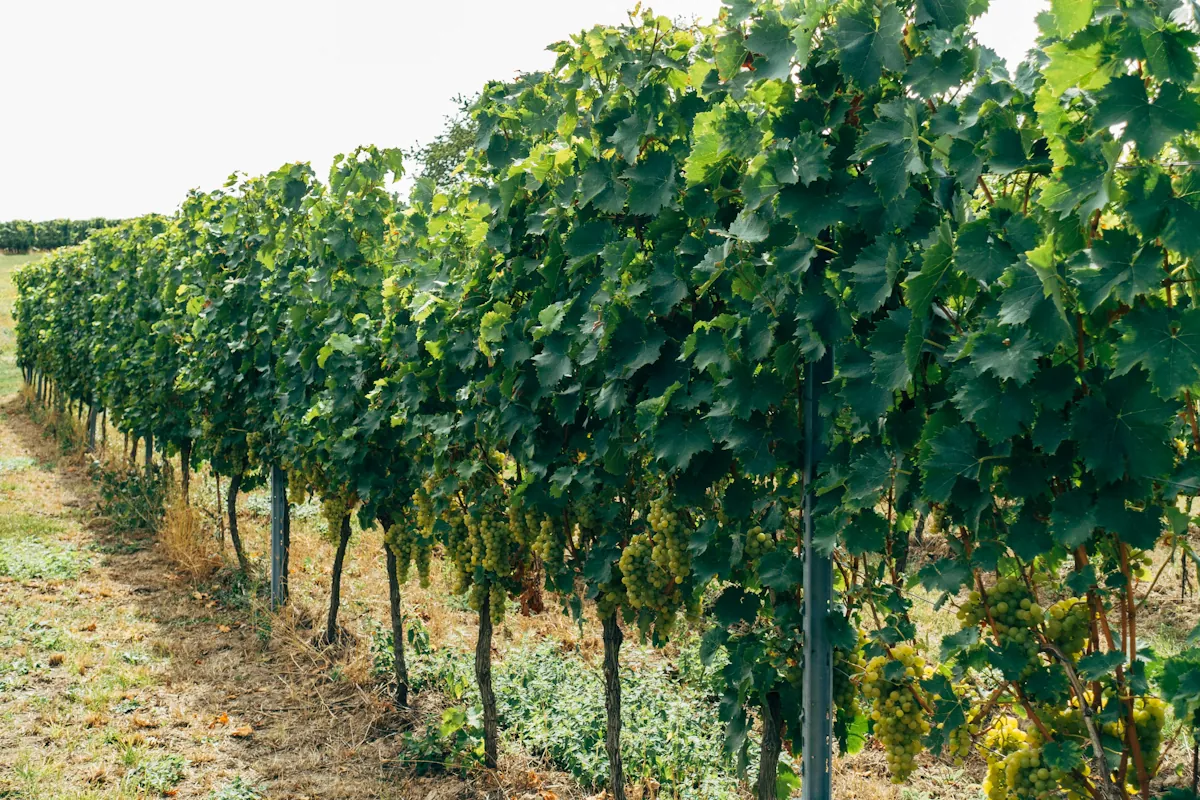 Verdejo från vinregionen Rueda i nordvästra delen av Spanien