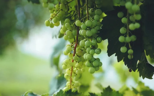 Verdicchio från regionen Marche vid Adriatiska havet