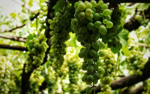 Vermentino från vingård i sicilien