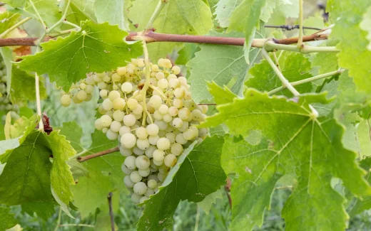 Vidal skapades av vinmakaren Jean‑Louis Vidal i Frankrike