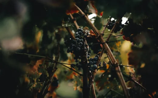 Xinomavro rödvinsdruvan i Naousas högland