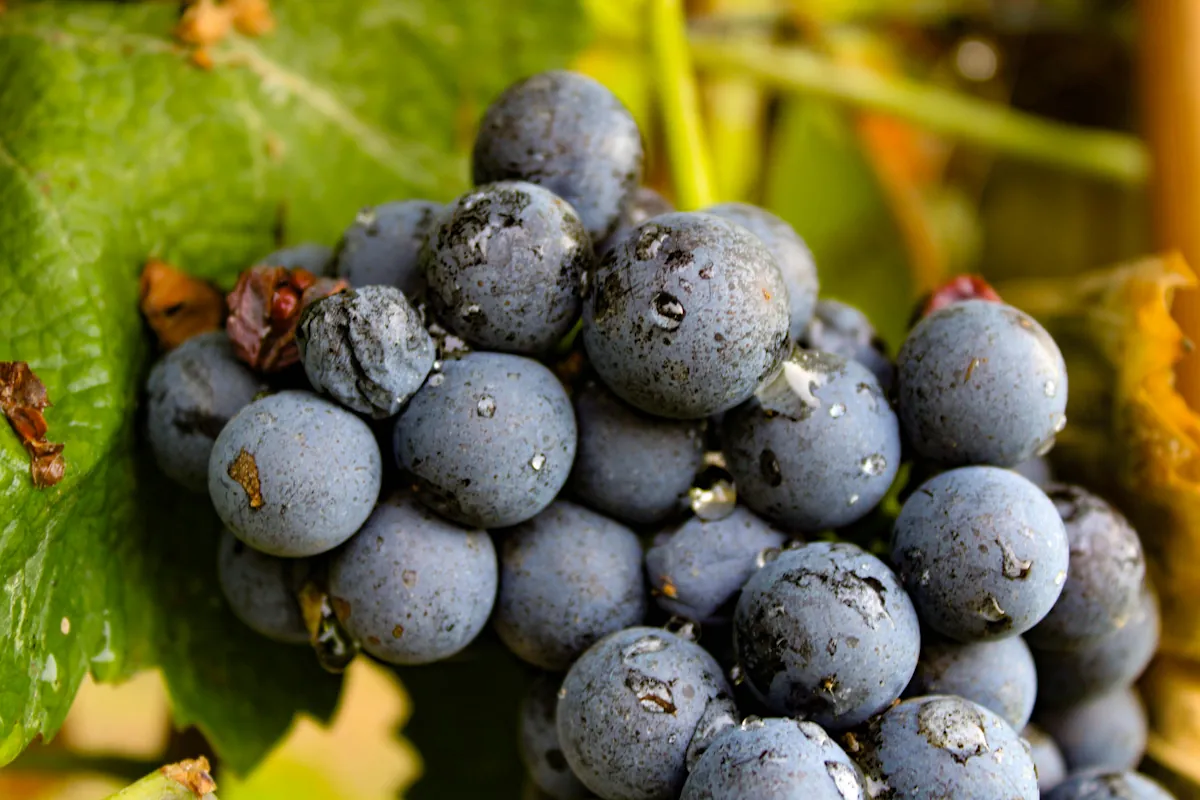 syrah/shiraz druvor med sin otroliga djupa färg